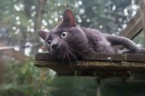 Chat sociable amputé perdu à Montfort-sur-Meu - photo