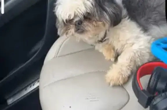 Missing dog Stonecrest, photo: Lost Dog: Black/White/Grey on Ravenwood