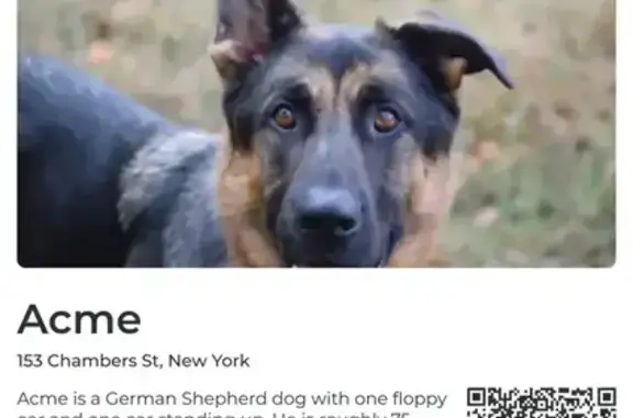 Lost pets New York, photo: Lost German Shepherd: Unique Ears!