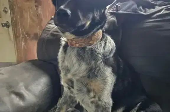 Missing dog Oxford, photo: Lost Dog: Black & Gray, Ember Drive