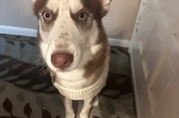 Lost and found pets Houston, photo: Lost Husky: Friendly, Blue-Eyed in Houston
