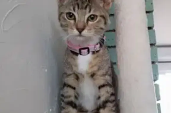 Animaux perdus Argenteuil, photo: Chatte perdue, Rue Nobleterre, Argenteuil