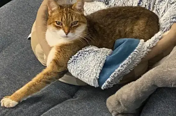 Chatte perdue : Canelle, 16 ans, Séné - photo