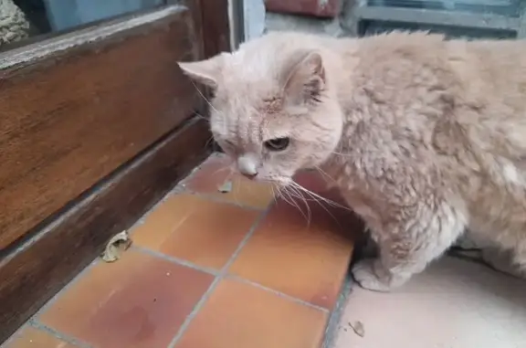 Chat Britisch Longhair docile trouvé Lambersart - photo