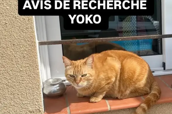Chat perdu, Ceret, photo: Chatte rousse 3 ans perdue à Céret