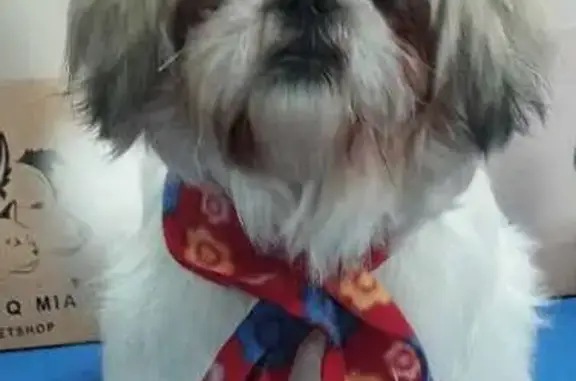 cachorro desaparecida