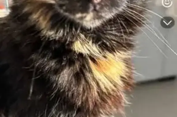 Chat Écaille de tortue perdue à Châlons - photo