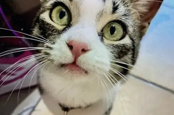 Chat perdu, très affectueux, Allauch - photo