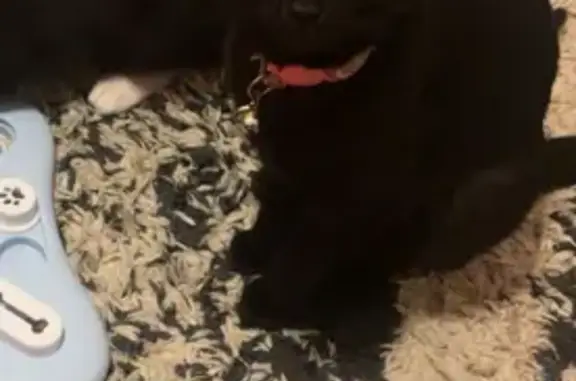 Lost Black Cat: Pink & Blue Collar