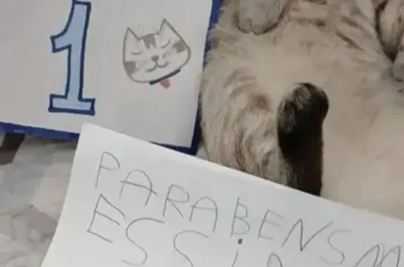 gato desaparecida