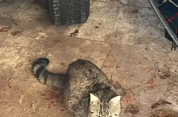 Chat trouvé , photo: Chat mâle tigré trouvé à Saint-Martin-Curton