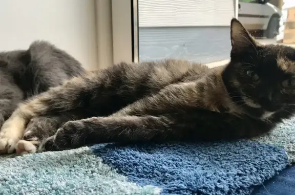 Animaux perdus , photo: Chatte écaille perdue à Ramecourt