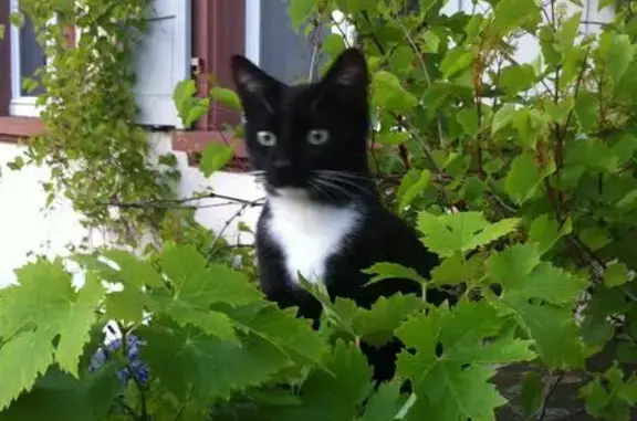 Animaux perdus Wissembourg, photo: Chat noir et blanc perdu à Wissembourg