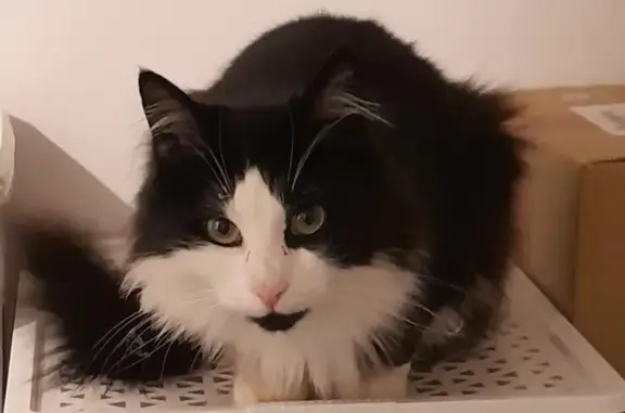 Chat perdu, Écommoy, photo: Chat perdu : noir et blanc, Écommoy