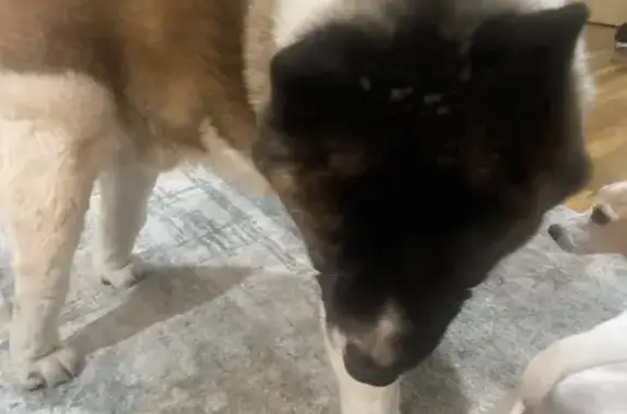 Found: Large Male Akita in Edi...