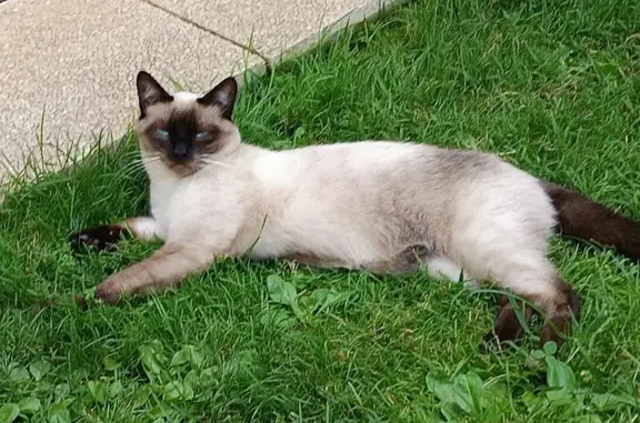 Chat perdu Metz : noir, blanc, tâche grise - photo
