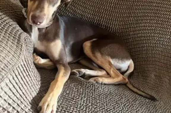 Perro Perdido en Recogidas: Responde a Eros