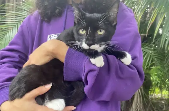 Lost pets Fort Lauderdale, photo: Lost Sweet Cat: Black & White in Ft. Lauderdale