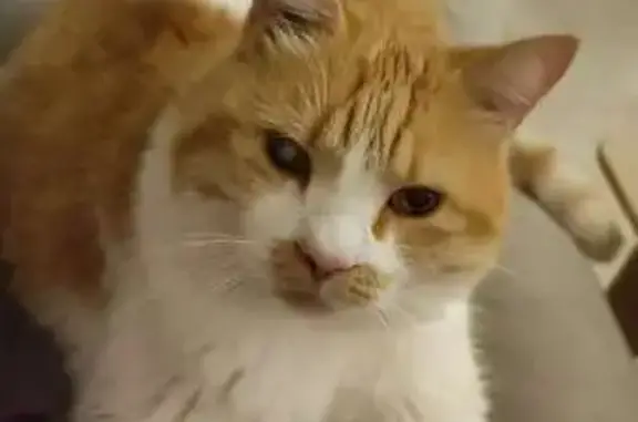 Animaux perdus Nîmes, photo: Chat câlin perdu, malvoyant à Nîmes