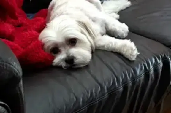 Missing Fluffy Dog on Dumfries St, Brimbank