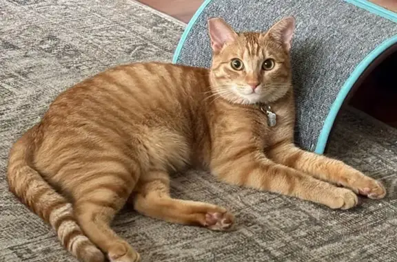 Lost pets Cerritos, photo: Lost Orange Cat: Kensington Ave, Cerritos