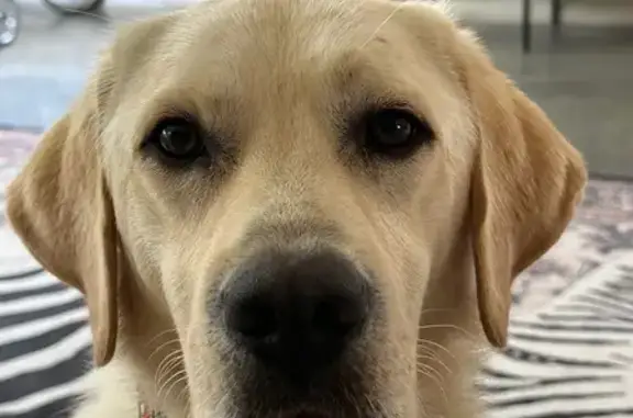 Missing dog , photo: Lost Dogs Pepe & Max: Friendly & Unique
