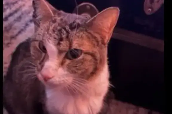 Lost Cat: Shy, Tan-Black Coat, OKC