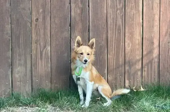 Lost Sheltie Mix: Scared, Lime Collar