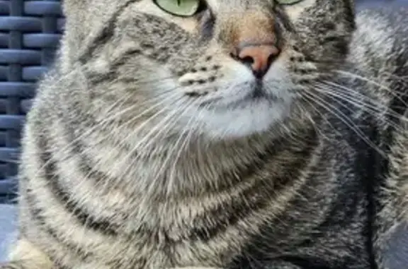 Chat perdu, Toulouse, photo: Chat européen tigré perdu à Toulouse