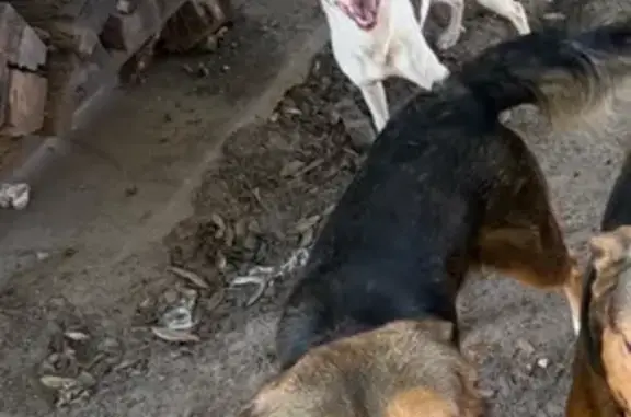 Lost pets Houston, photo: Lost Dogs: Firulais & Rocky in Houston