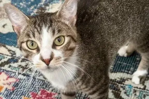 Lost Gray Tabby Cat on Midwood St