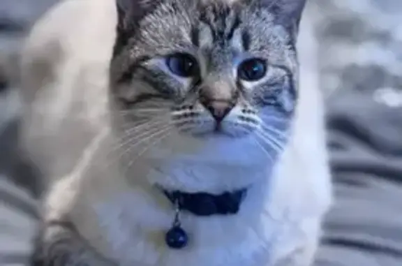 Friendly Lost Siamese Tabby in Clarksville
