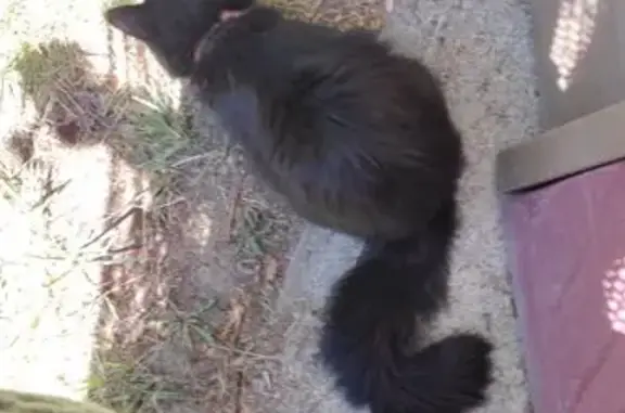 Lost Cat: Black Fur, Green Eyes, Eagle Mtn