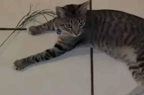 Lost and found pets Riverside, photo: Lost Gray Cat: Blue Eyes, Orange Collar