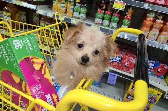 Missing: Tiny Cream Dog in Hilham Area