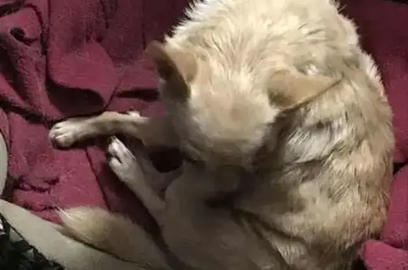 Lost pets Dothan, photo: Lost Male Chihuahua on Montgomery Hwy