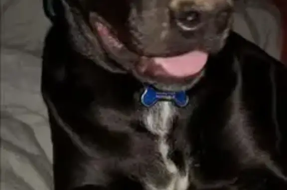 Lost and found pets Luther, photo: Help Find Howl & Calcifer: Edmond to Luther