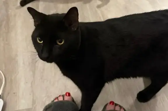 Lost Black Cat: Friendly & Strong Build