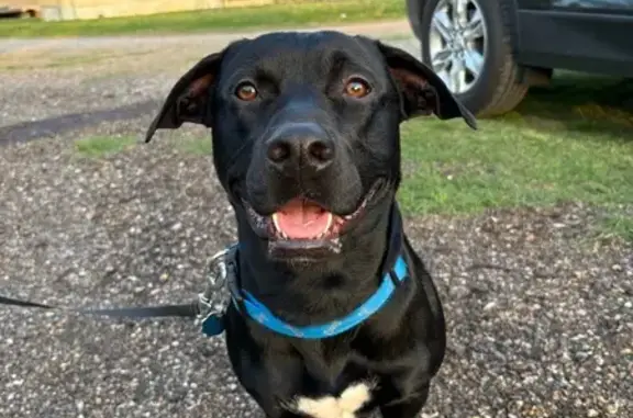 Lost and found pets Jackson, photo: Lost Dog: Duke, Black with White Chest