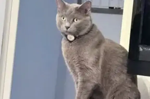 Missing cat Oro Valley, photo: Lost Cat: Friendly Grey in Oro Valley