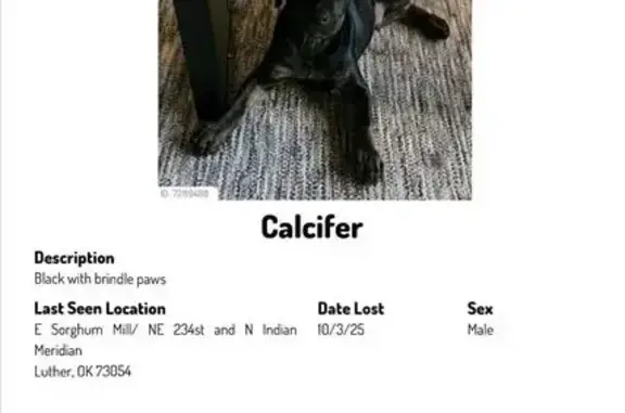 Lost and found pets Luther, photo: Help Find Howl & Calcifer: Edmond to Luther