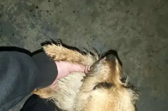 Found dog Nashville, photo: Rescued Dog Needs Loving Home - Nashville