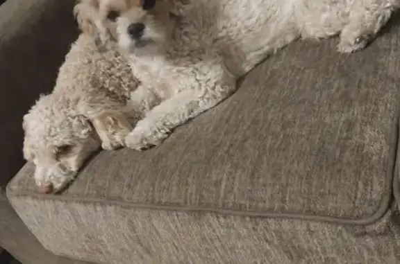 Lost Shih Tzu Poodle Mix in Princeton