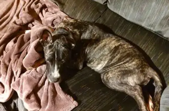 Friendly Lost Dog: Blackish Brown, 50lbs