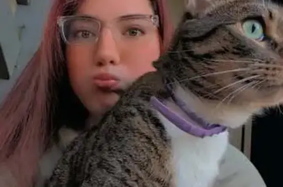 Lost and found pets Little Rock, photo: Lost Cat: Striped, White Belly, Purple Collar
