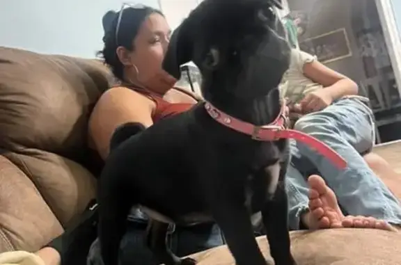 Lost and found pets Wichita, photo: Lost Dog in Wichita: No Collar, Help!
