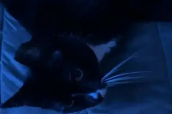 Lost Cat: Tipped Ear & White Paws - Scranton
