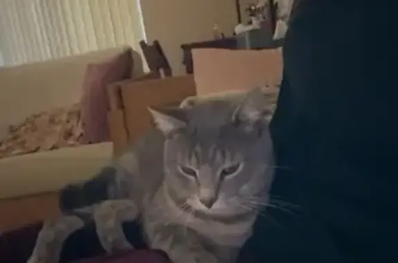 Lost Dilute Gray Tabby on Church Rd, Medford