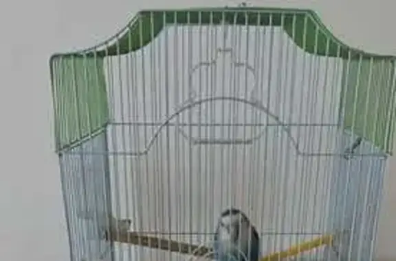 Ave Perdida: Blanco y Azul en Sant Jordi