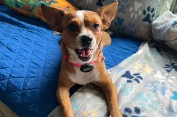 Lost and found pets SeaTac, photo: Lost: Rust Dog, White Mitts, SeaTac Area